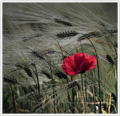 rosso un fiore
